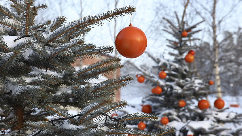 Петербургский депутат предложил поощрять россиян за сдачу новогодних елей на переработку