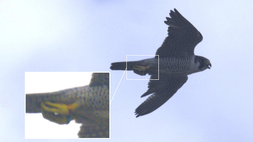 Фото: Telegram | НУР. Официально | Новый Уренгой