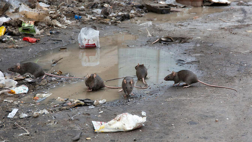 В Ноябрьске стихийная хлебная свалка привлекла стаи мышей