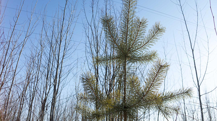 Среда на Ямале: морозы возвращаются, ожидается снег