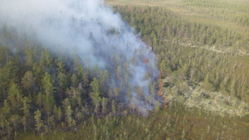 Под Губкинским потушили лесной пожар на 10 гектарах