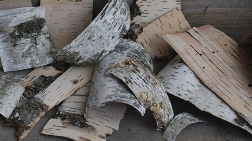 В Тюмени начали изготавливать биологические добавки из коры берёзы