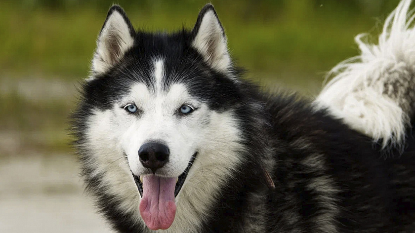 Сотрудники департамента спорта Ямала навестили подопечных приюта для животных