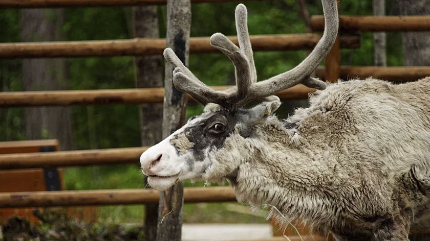 На Ямале планируют заготовить рекордный объём оленины в 3500 тонн 