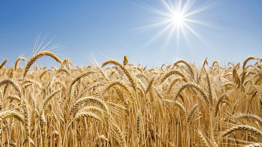 На Урале обнаружили 1,6 тысяч тонн бракованной кормовой пшеницы