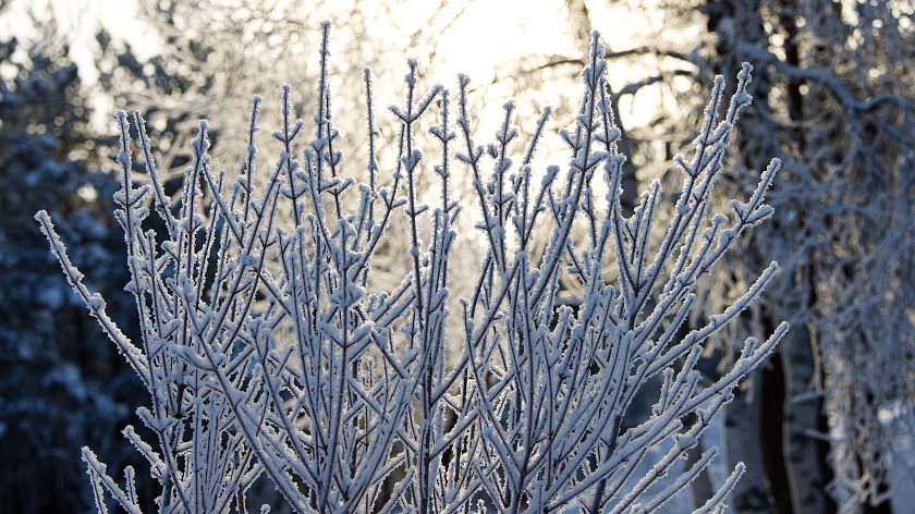 Вторник на Ямале: морозная устойчивость без осадков