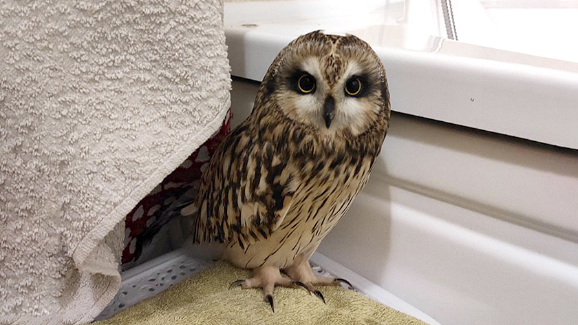 Тюменские волонтеры спасли жизнь пострадавшей в ДТП сове