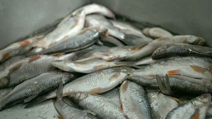 Ямальские рыбаки выловили 930 тонн рыбы за зимний сезон