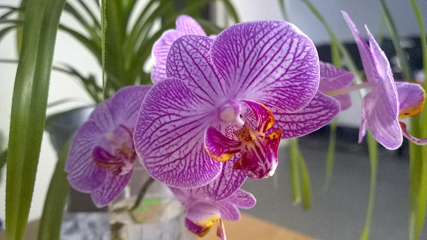 В Екатеринбурге фестиваль орхидей пройдёт в Зимнем саду дендропарка