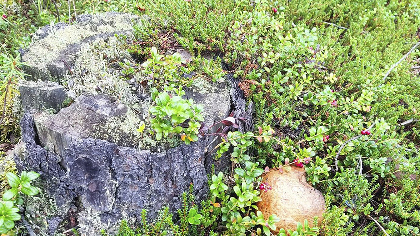 Под Петербургом нашли древнейший окаменевший пень