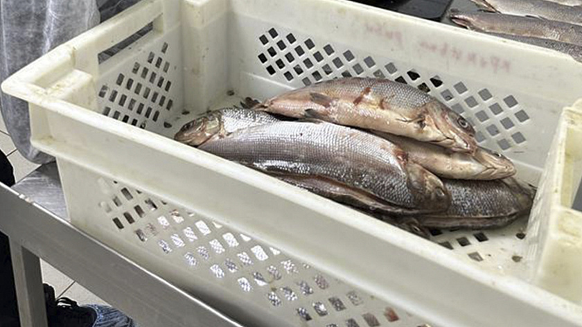 Салехардский комбинат завоевал «Рыбный Оскар»