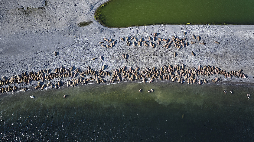 Специалисты «Газпром нефть шельфа» поделились опытом работы в Арктике с будущими экологами