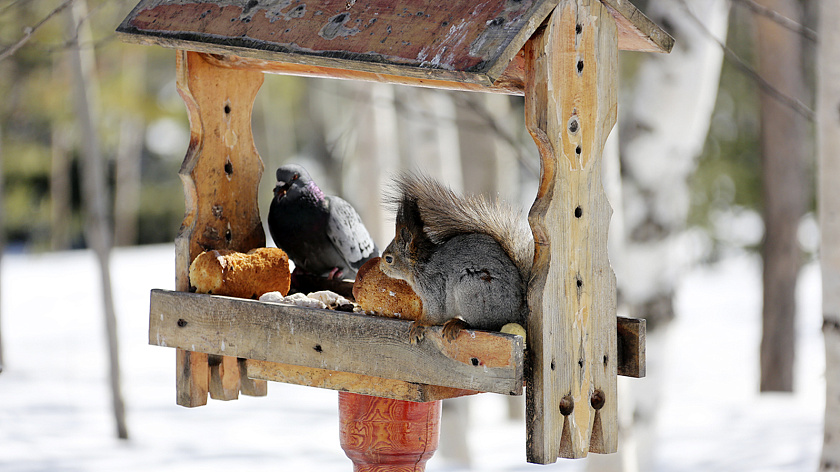 В парке Надыма «скатерть-самобранка» кормит птиц лапшой и буханками хлеба