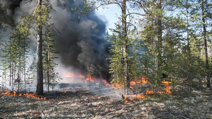 Природный пожар разбушевался под Ноябрьском