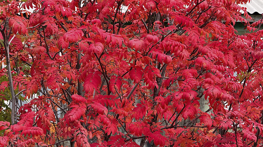 Трескова поделилась кадрами осеннего Лабытнанги