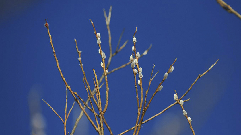 Россиянам рассказали, когда в 2026 году освящать вербу