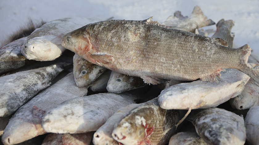 Новоуренгойцы поборются за ценные призы на зимней рыбалке