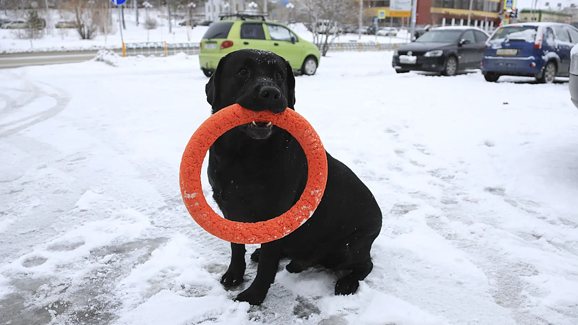Жителям Екатеринбурга рассказали, как правильно гулять с собакой