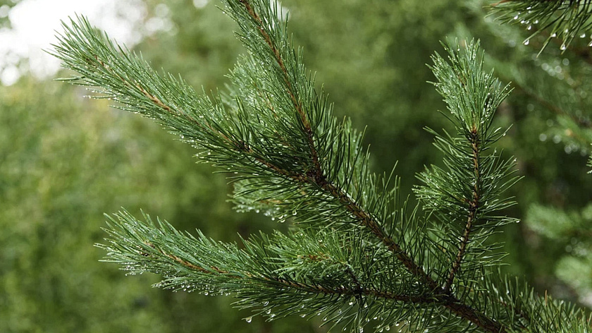 В Салехарде планируют высадить 100 сосен