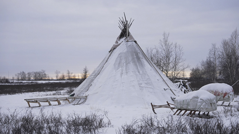 Стала известна причина появления медведя у стойбища оленеводов в Ямальском районе 