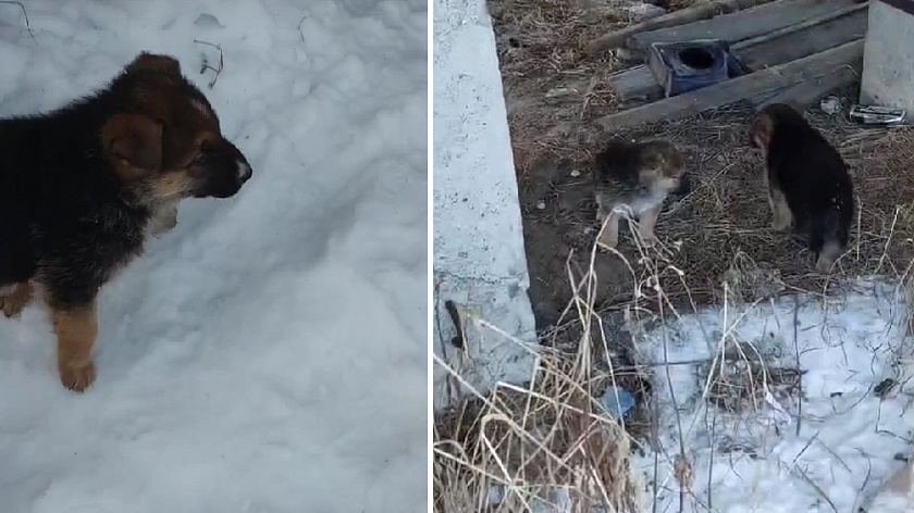 Жители Лабытнанги спасли двух щенков от холодной смерти. ВИДЕО