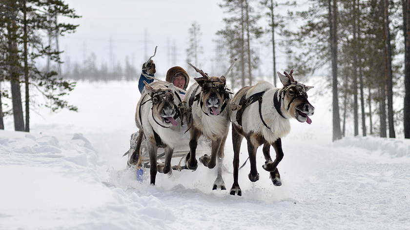 День оленевода в Губкинском собрал 10 тысяч гостей 