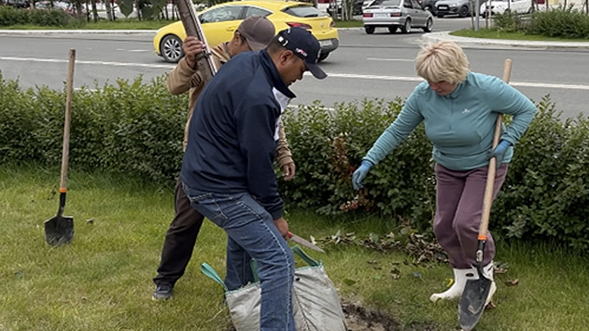 В центре Ноябрьска высаживают липы 