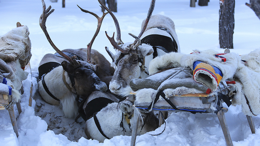 На Ямале из-за морозов перенесли сроки вакцинации оленей