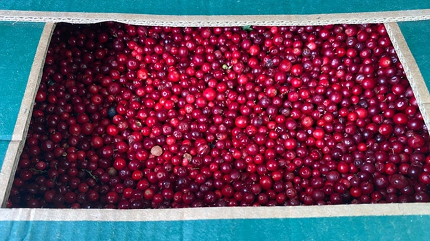 Самые дорогие на Ямале лесные ягоды продают в Салехарде