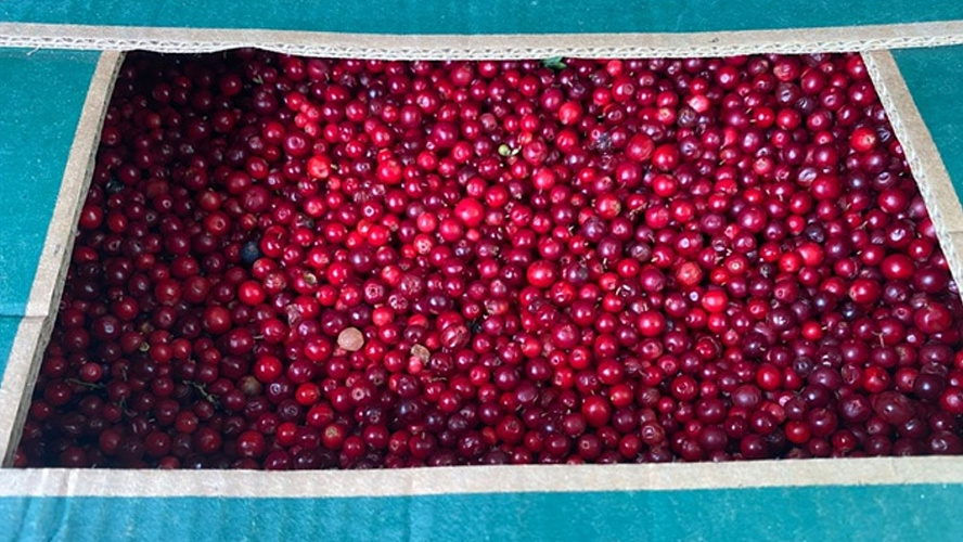 Фото: VK | Объявления Салехард | Лабытнанги