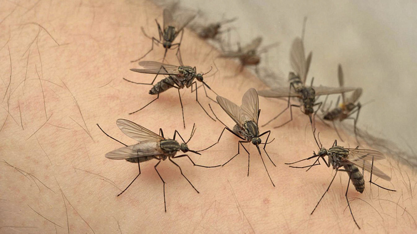 На Ямале бороться с гнусом будут рыбки гуппи и морозостойкие летучие мыши