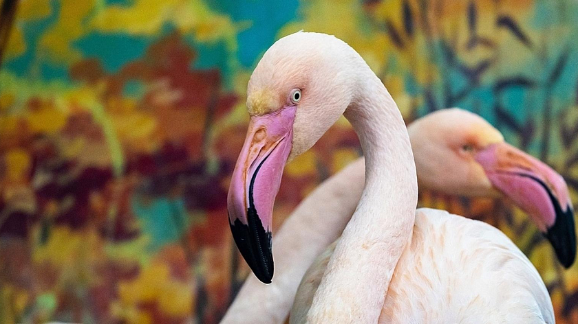«Газпромнефть-Заполярье» обеспечило годовым запасом корма краснокнижных розовых фламинго