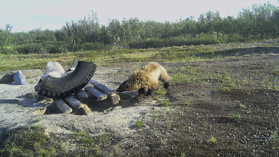 Фото: Tелеграм | Департамент природных ресурсов ЯНАО