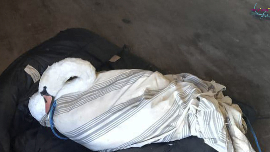 Фото: Telegram | Тазовский район. Официально