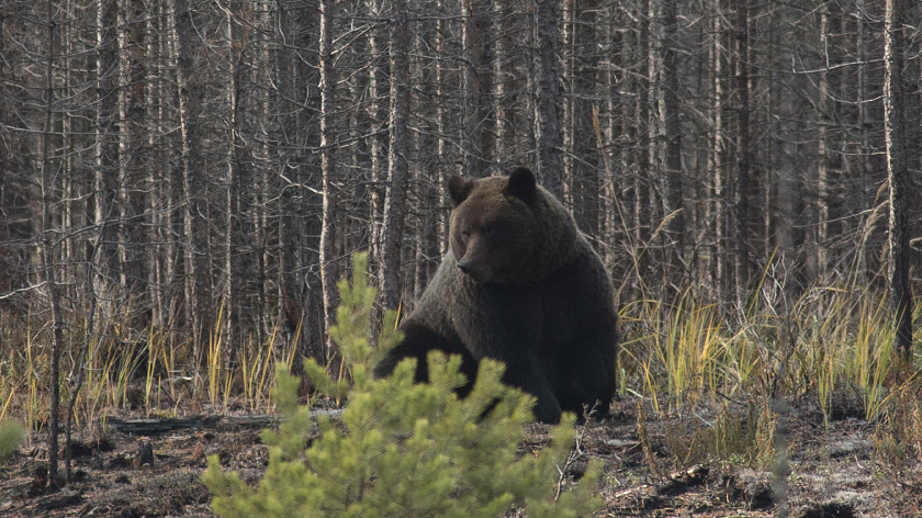 Ноябрянка рассказала о встрече с медведем возле озера Светлое