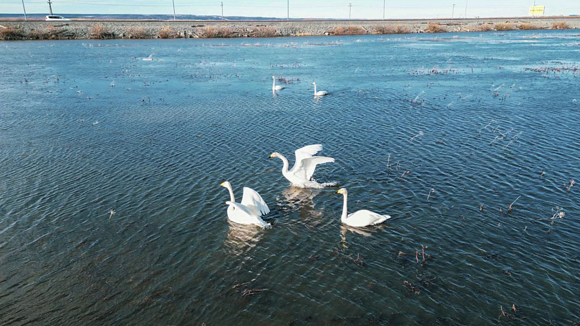 В Лабытнанги прилетели белоснежные лебеди