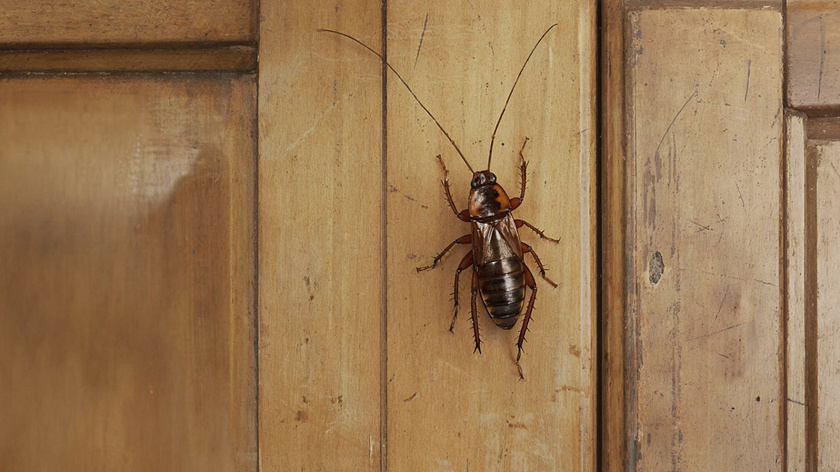 Санобработка не спасла ноябрьский детсад «Колокольчик» от нашествия тараканов