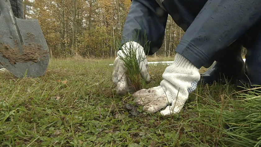 В Тазовском пройдут масштабные работы по озеленению территории