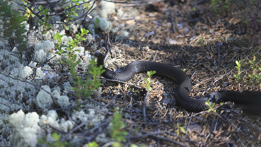 В Санкт-Петербурге начали просыпаться краснокнижные гадюки