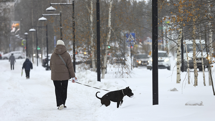 В Госдуме исключили возможность налога на выгул собак