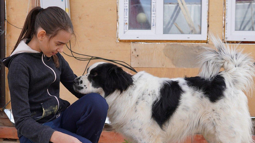 В Салехарде пес по кличке «Толстый» следит за реставрационными работами