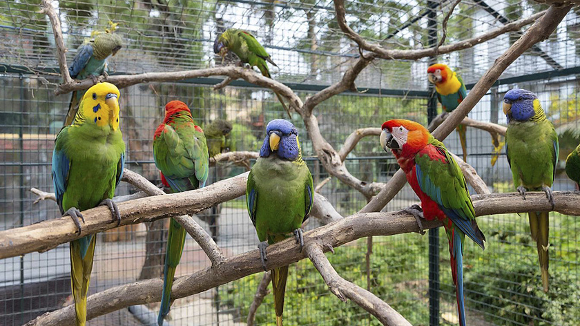 Бастрыкин взял на контроль историю с массовой гибелью попугаев в зоопарке Кудрово