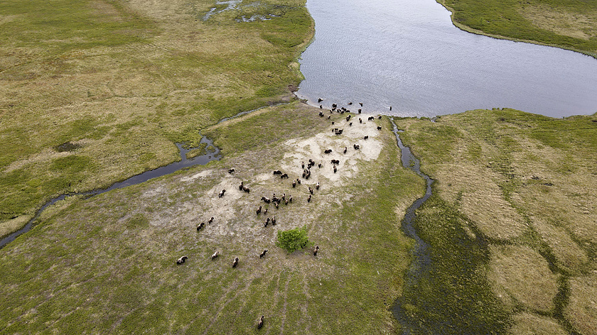 В ямальском парке «Ингилор» у привезённых яков появилось первое потомство