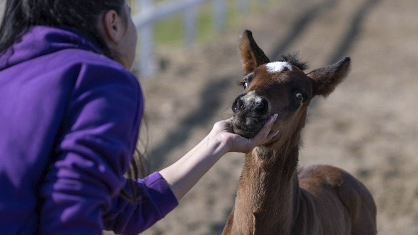 В Салехарде за месяц родилось семь жеребят приобской породы 