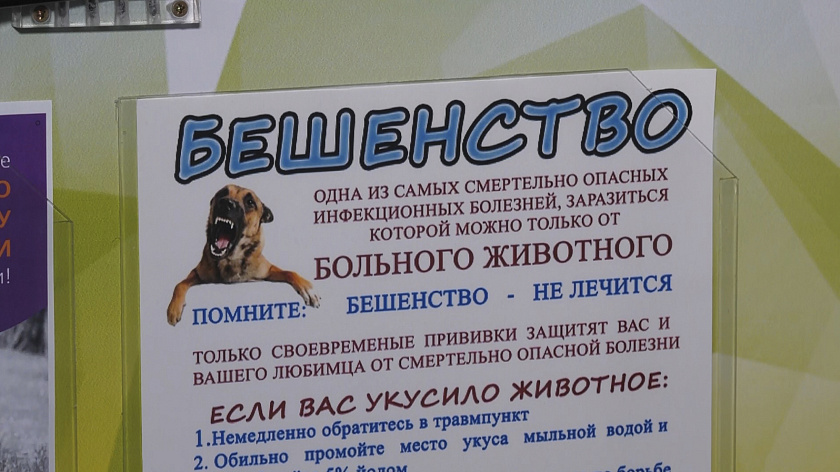 В Приуралье разложили около 8 тысяч вакцин против бешенства 