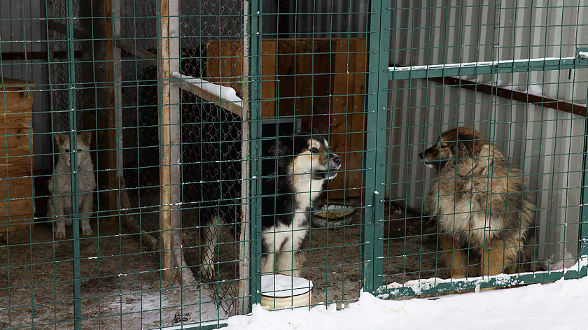 Сотрудники МЧС стали добрыми волшебниками для бездомных животных Губкинского