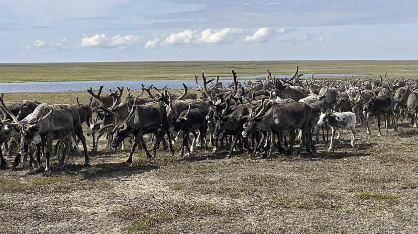 В Ямальском районе за миграцией оленей будут наблюдать со спутника