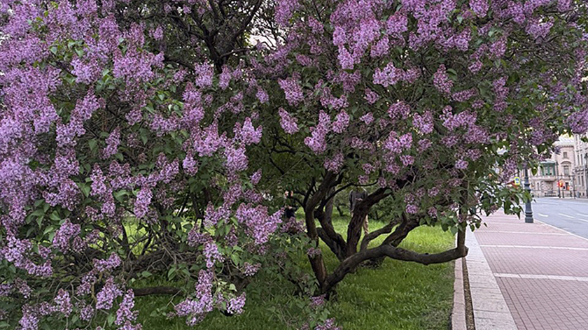  В Петербурге высадят тысячи кустов сирени и восстановят «советское» озеленение в центре