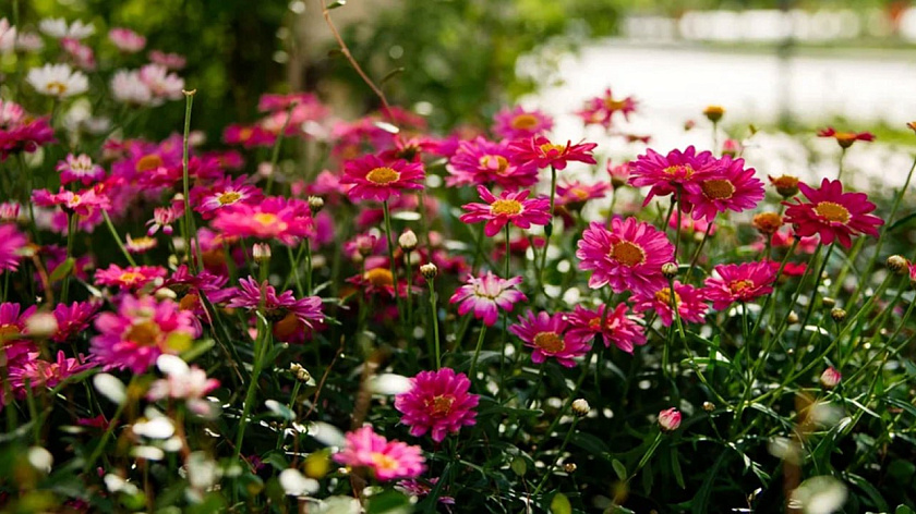 В Новом Уренгое приступили к благоустройству газонов