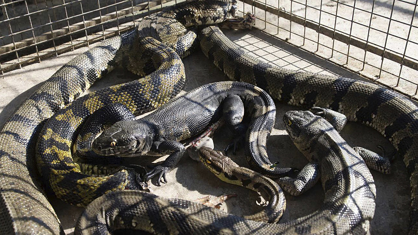 Многодетная семья из Москвы содержала в квартире множество запрещённых рептилий